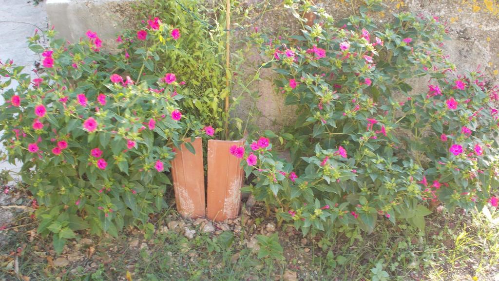 Guest House Accommodation Rupine بريمونتيرا المظهر الخارجي الصورة